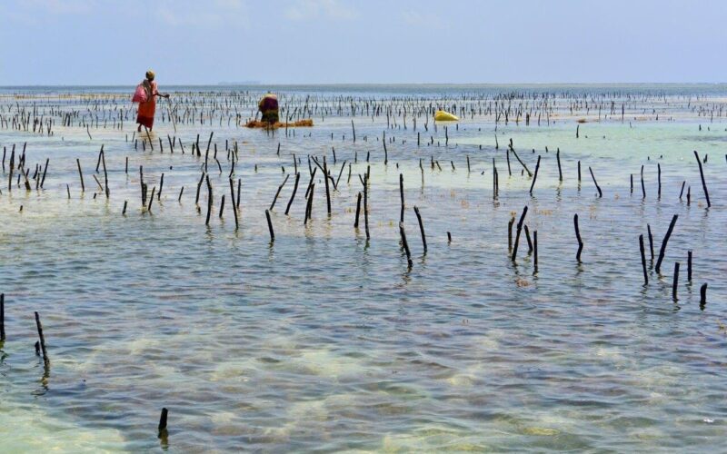 Le alghe contro l’inquinamento da microplastiche?