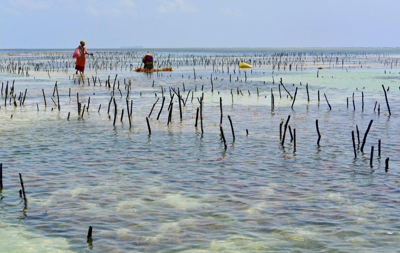 Le alghe contro l’inquinamento da microplastiche?